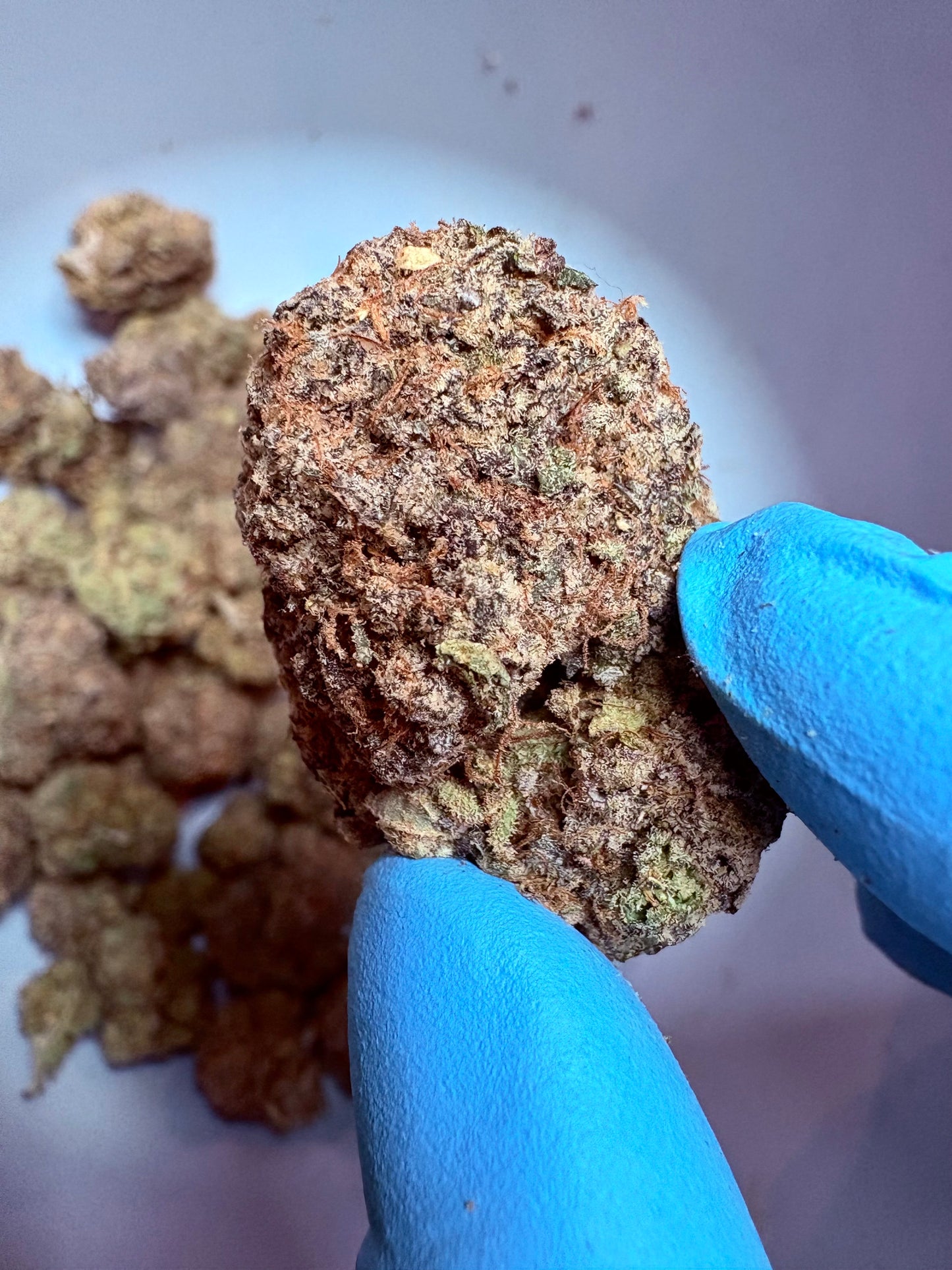 Tastemakers Indoor THCA Flower - Perm Marker- Hybrid