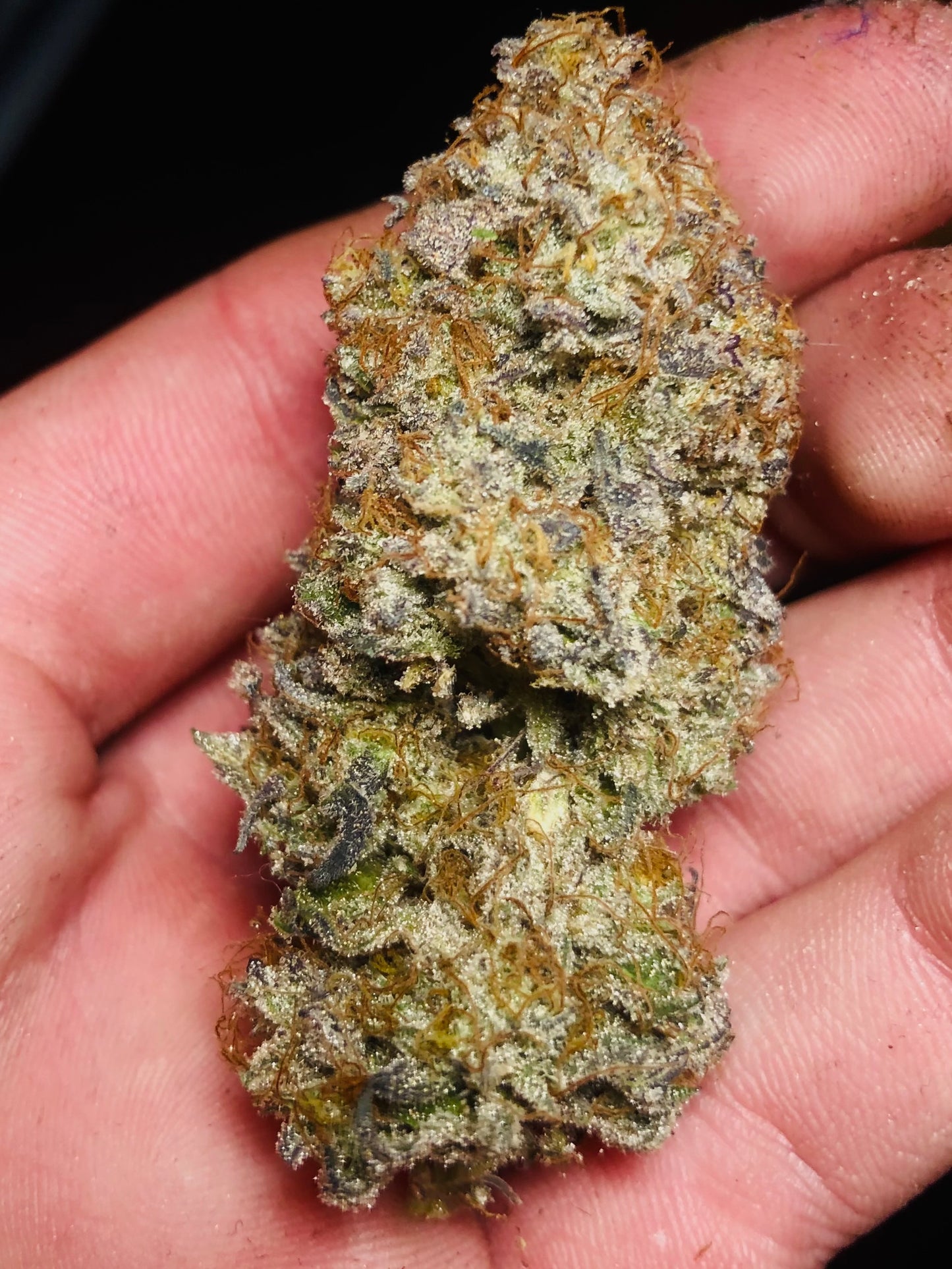 Geist Grow Seeds- 31 Ghost REG