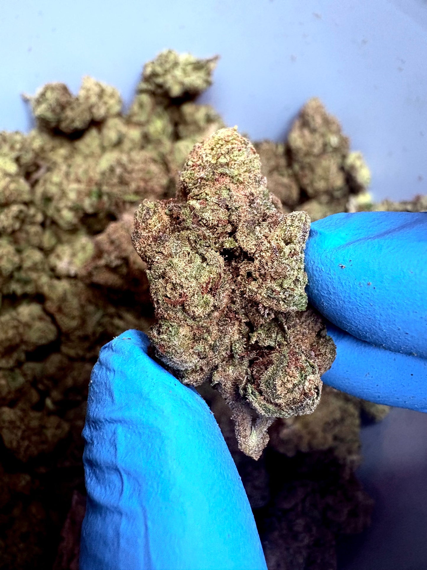 Tastemakers Hemp THCA Flower - Gruntz- Indica