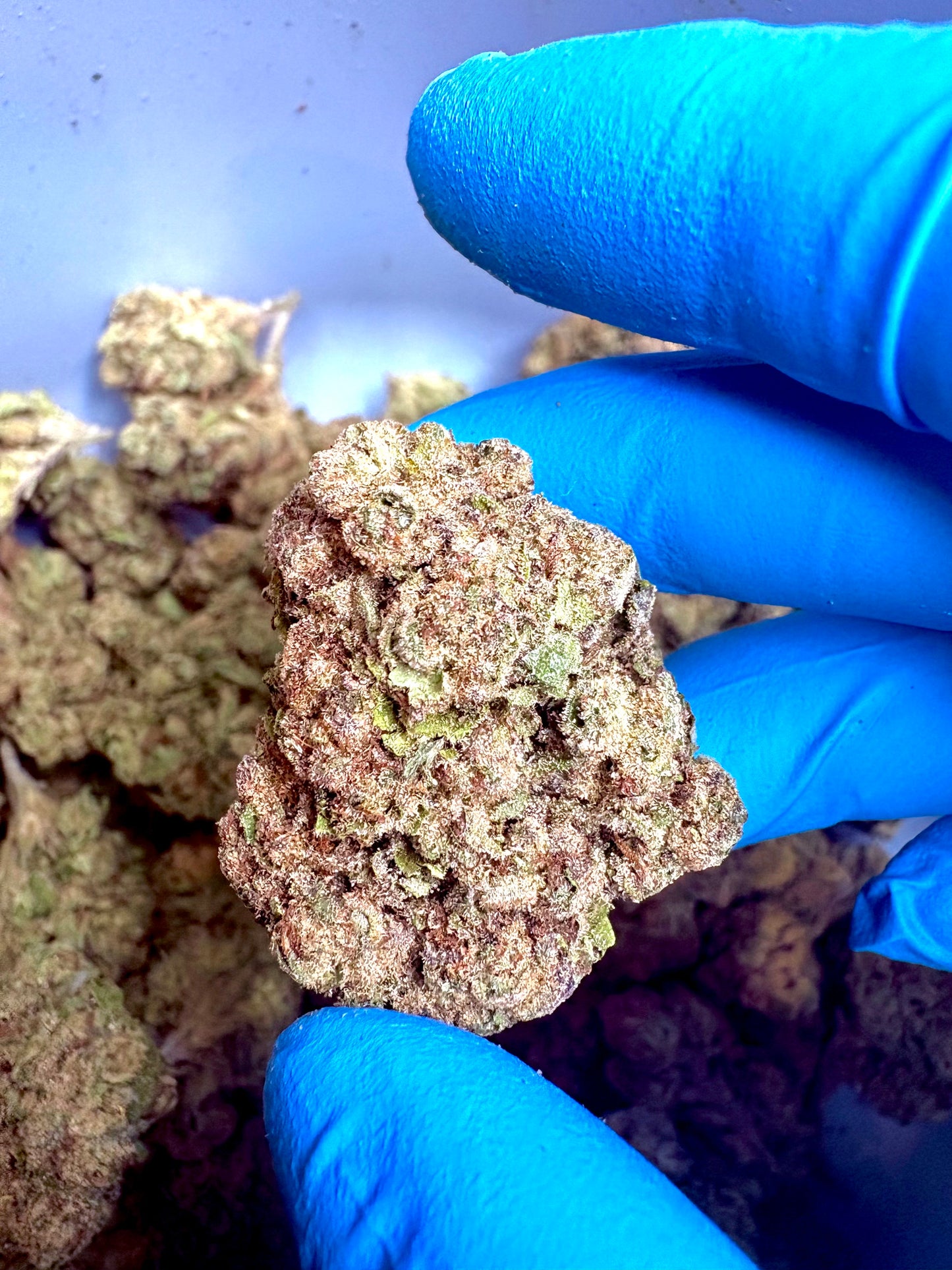 Tastemakers Hemp THCA Flower - Lemon Cherry- Hybrid